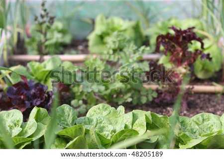 Lots of green leafy vegetables cultivated in a raised bed