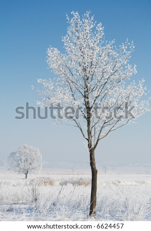 Trees in frost and landscape covered with snow. Blue sky. Winter scene.