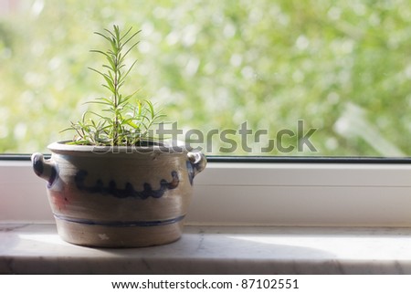 rosemary in a flower pot standing on a windowsill