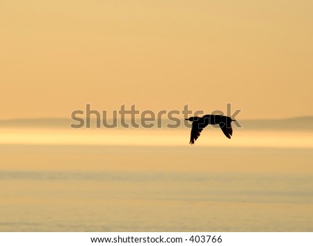 cormorant  flying over St Lawrence river, Quebec, Canada in early morning