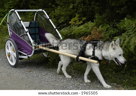 husky dog on training by carrying a baby bike carriage
