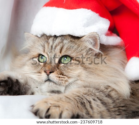 Adult and serious Christmas cat in red Santa Claus cap with red gift and ribbon