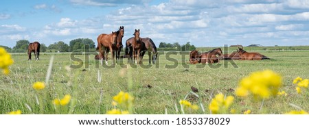 Image, Stock Photo Horses pasturing on meadow