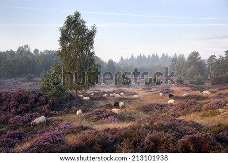 sheep on purple blooming heather in the Netherlands