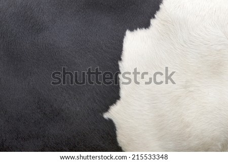 part of the pattern on hide of black and white cow