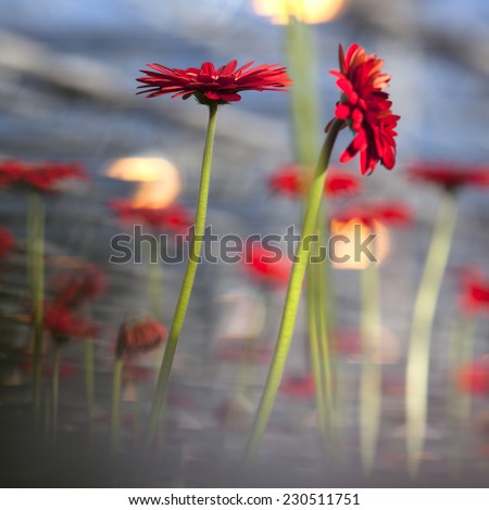 red gerbera flowers with other flowers and blue sky in background