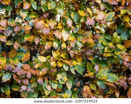 Similar – Image, Stock Photo autumn beech hedge in the park