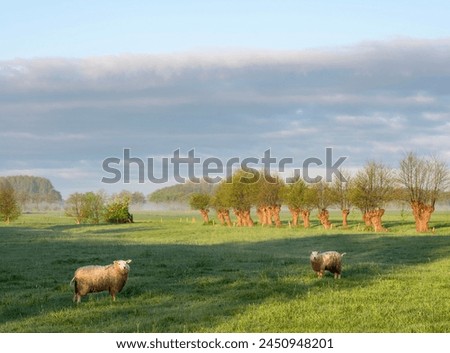 Similar – Foto Bild Weide mit zwei Bäumen vor Berg