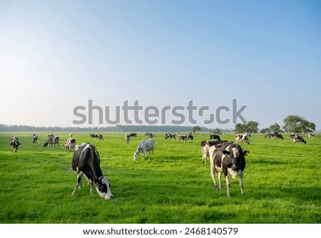 Similar – Image, Stock Photo Cow grazing on the grass