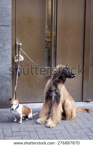 afghan dog and jack russel waiting outside shop on street