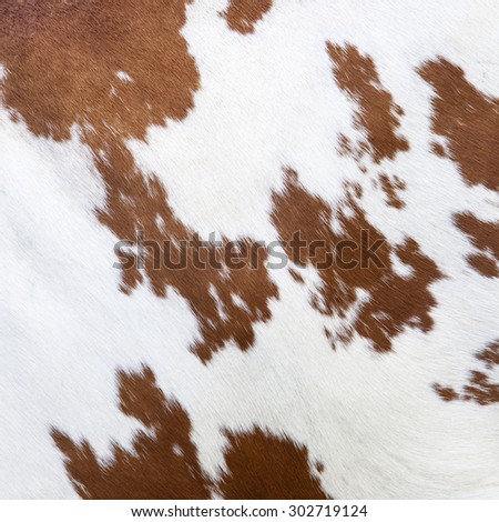 side of cow with reddish brown pattern on white hide