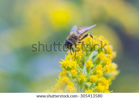 yellow and black fly mimics bee on yellow flower