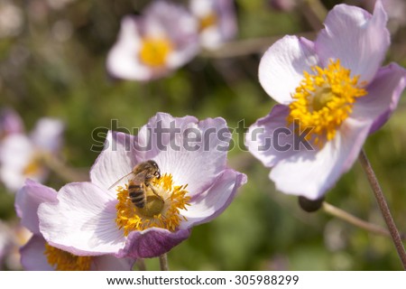 bee pollinates light pink flowers with yellow heart on beautiful sunny day in garden