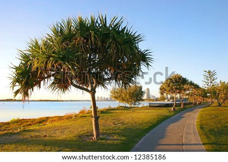 Walking path by the water lined with pandanus trees at sunrise.