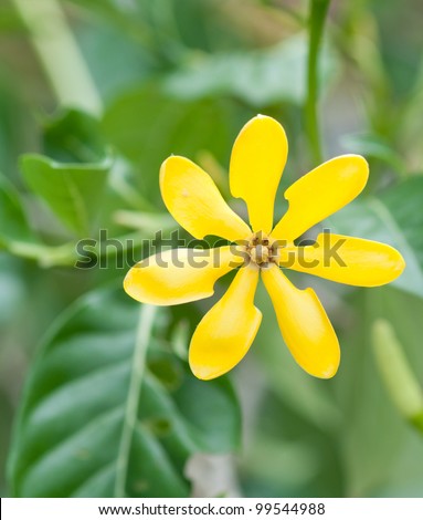 golden gardenia flower