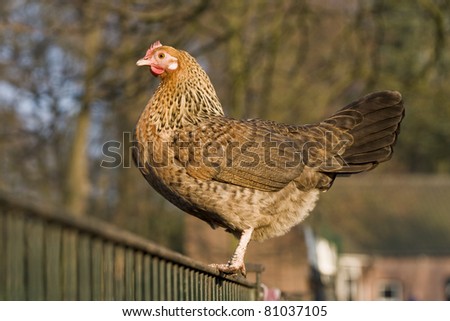 A chicken is sitting on a metal fence and looks over the pets zoo