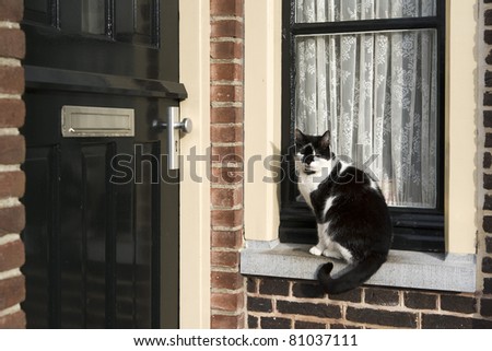 A black and white colored cat is sitting in front of a window waiting to get inside