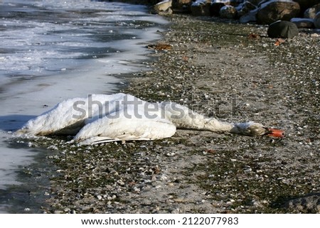 Similar – Image, Stock Photo Dead swan on ice with roses I