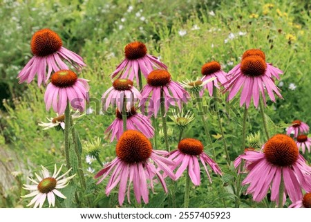 Similar – Image, Stock Photo Echinacea purpurea from North America, purple inflorescence