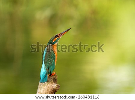 Kingfisher sitting in the branch and watching on the sky.Poland.Bug river in summer.