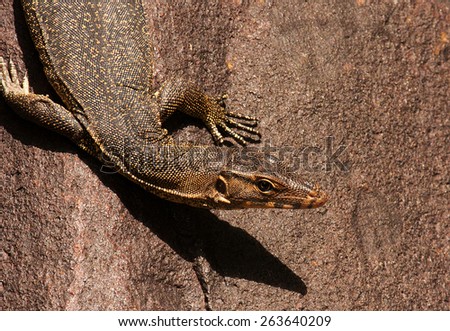 Malaysia.Tioman island , summer.Monitor lizard sitting on the stone and warming oneself up in the sun.