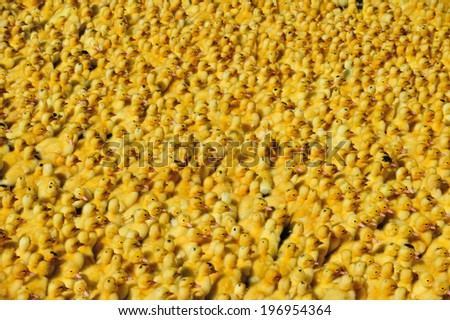A large amount of yellow baby chickens together.