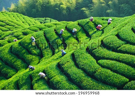 Similar – Image, Stock Photo terrace   field for  coultivation of rice