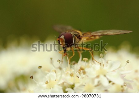 Macro picture of hover-fly on white flower with stamen