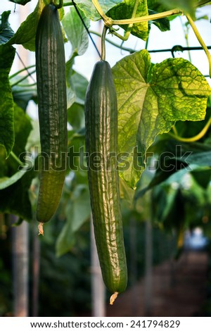 the ripe long cucumber was photographed in a photographic studio