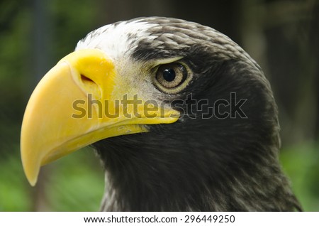 Eagle with yellow hooked beak and the watchful eye