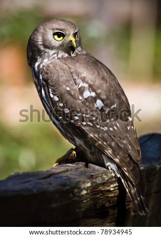 Young Female Barking Owl sitting on a fence rail.  Raptor Sanctuary, Margaret River, WA Australia.