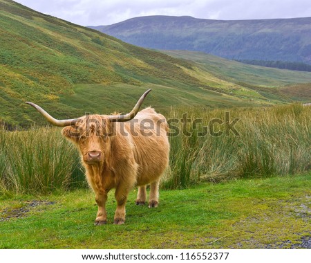 A Highland cow with shaggy golden hair and long horns stands on a patch of grass on a hillside in Glen Lyon, Scottish Highlands. Long horned Highland Cattle are a breed native to Scotland.