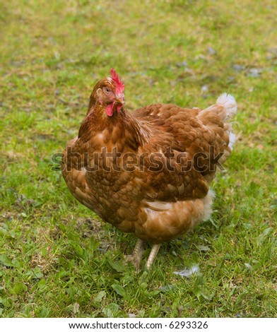 Farm raised chicken standing in a grassy field