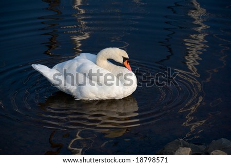 White swan reflected in the calm water of its natural habitat floats peacefully in a circle of ripples bathed in evening sunlight