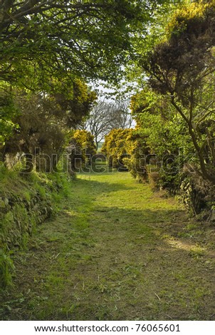 A grassy Irish country lane leads between moss-covered stone walls or banks towards a field gate. The green hawthorn and golden gorse hedges make arches across the path to give an eerie tunnel effect.