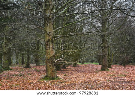Mature beech trees stretch out their bare winter branches over the carpet of fallen leaves covering the forest floor.