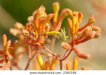a group of yellow red Kangaroo Paws growing in the bush