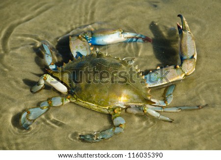 Blue Crab in Water
