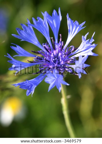 Beautiful blue flower. See other my flowers in portfolio