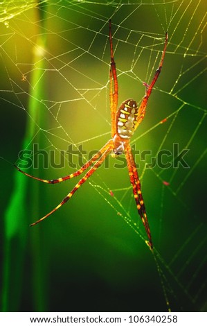 colorful spider in web at morning