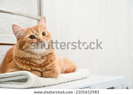 Similar – Image, Stock Photo Cute ginger cat in xmas jumper