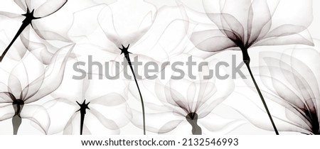 Luxury black and white art background with transparent flowers. Botanical flower banner under x-ray for web design, packaging, design, decor, wallpaper