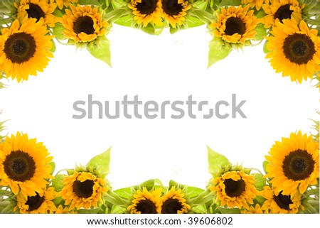 beautiful, fresh yellow sunflowers on white background