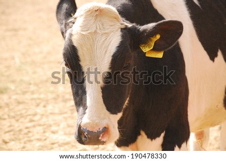beef cattle cows
