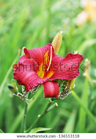 Lily, summer red flower in green grass