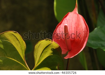 Red flower, exotic calla