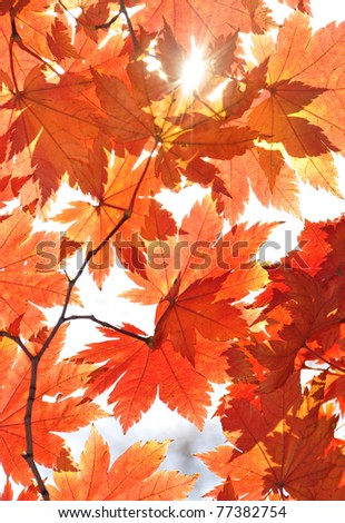 Autumn, sunny maple leaves, autumnal ornament