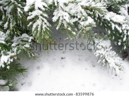 Branch of fir tree in snow, background for text