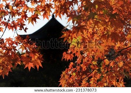 Autumn in Kyoto, Japan. At the background the Toji Temple (Kyo-o-gokukuji)