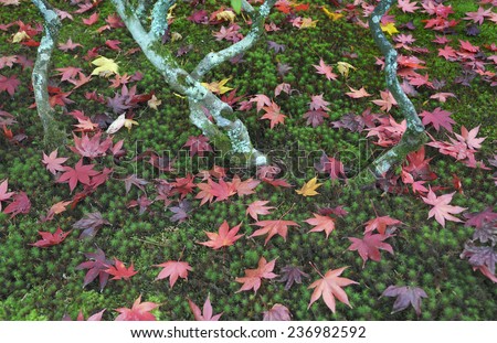 Japanese maple tree with fallen leaves on mossy ground in autumn season at Kyoto Ginkakuji Precinct